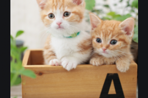 2020云南省郵電醫(yī)院博遠(yuǎn)激光醫(yī)學(xué)整形美容科整形價(jià)格表(價(jià)目表)全新發(fā)布